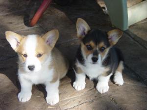 AKCPembrokeWelshCorgiesforsale